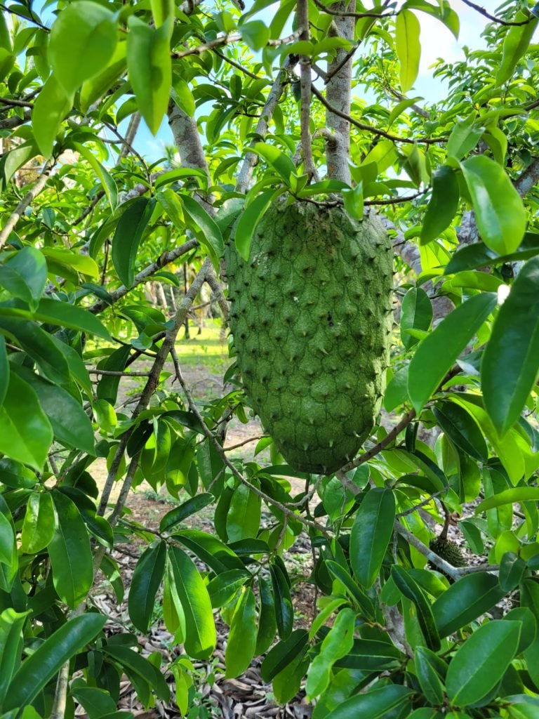 Soursop fruit growing on a tree at The Cabins at Monkey Falls