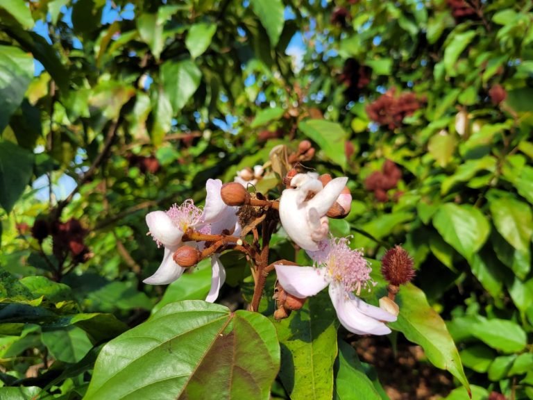 Tropical flower blooming in the jungle garden at The Cabins at Monkey Falls