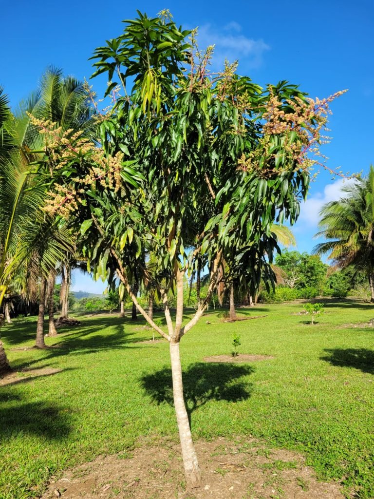 Mango tree on the tropical grounds at The Cabins at Monkey Falls