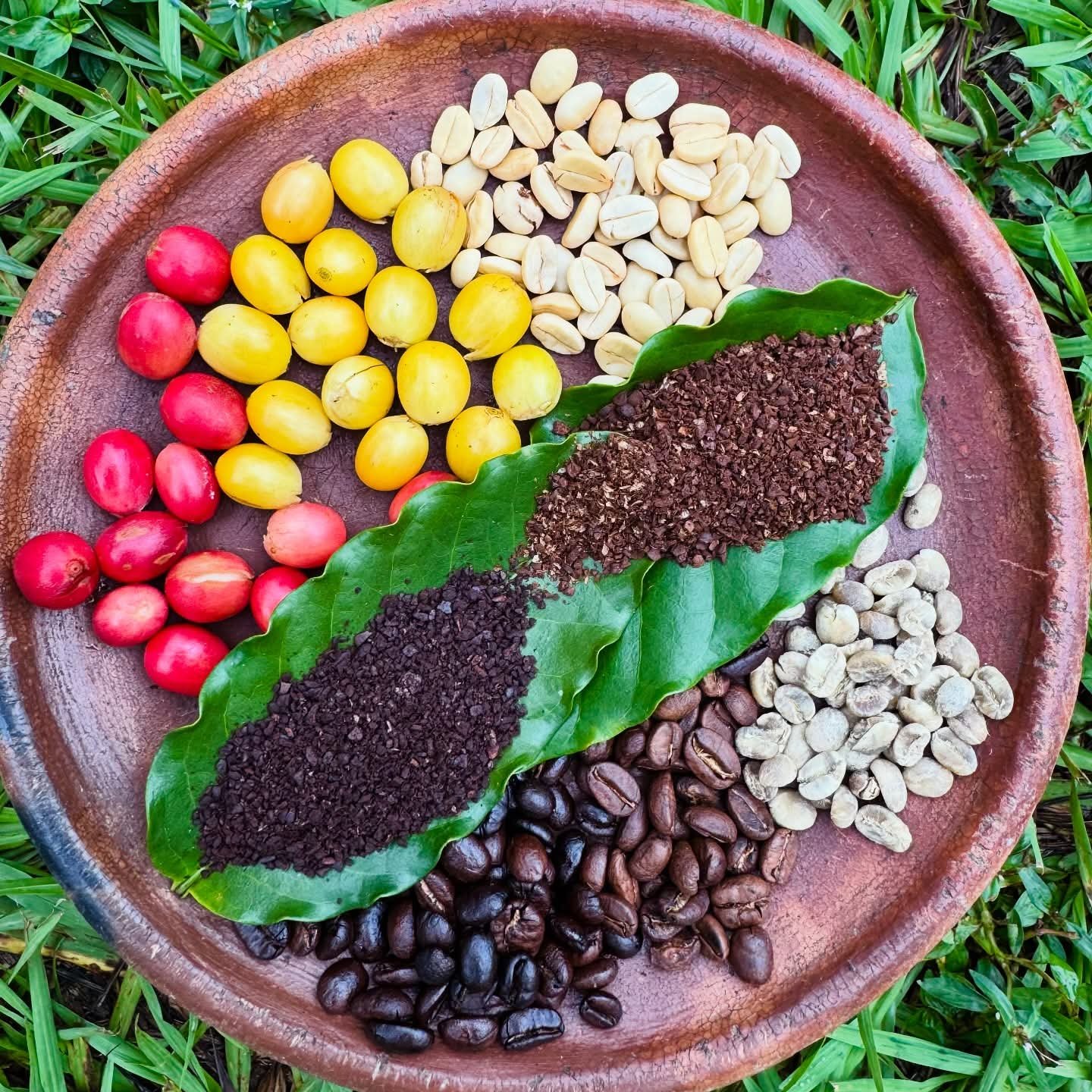 Mayan coffee tour with cacao and coffee beans in Belize