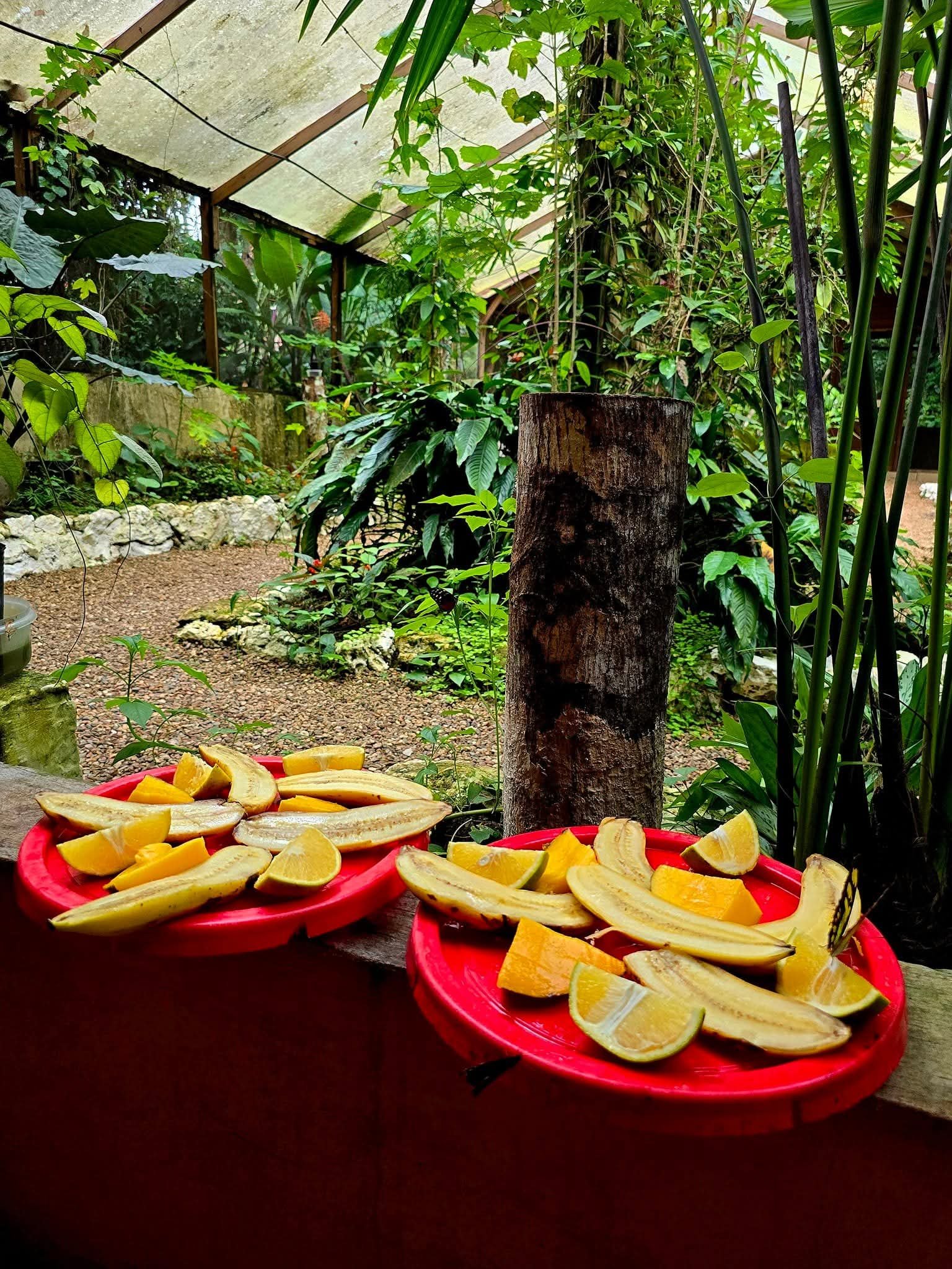 Green Hills butterfly farm tour near San Ignacio Belize